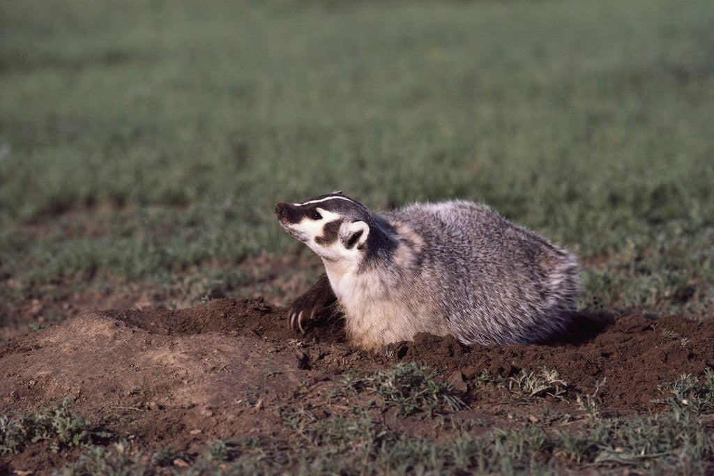 Detail of Badger Digging in Prairie Dog Hole by Corbis