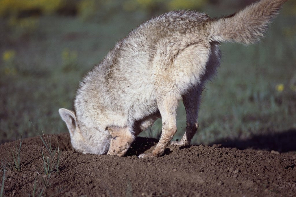 Detail of Coyote Digging in Prairie Dog Hole by Anonymous