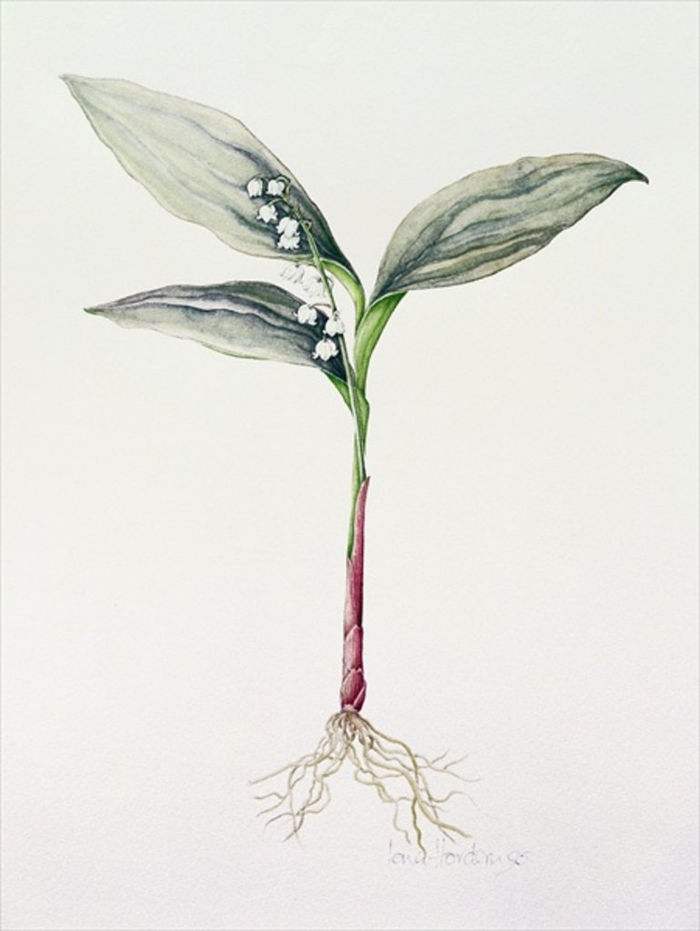 Detail of Lily of the Valley, 1995 by Iona Hordern