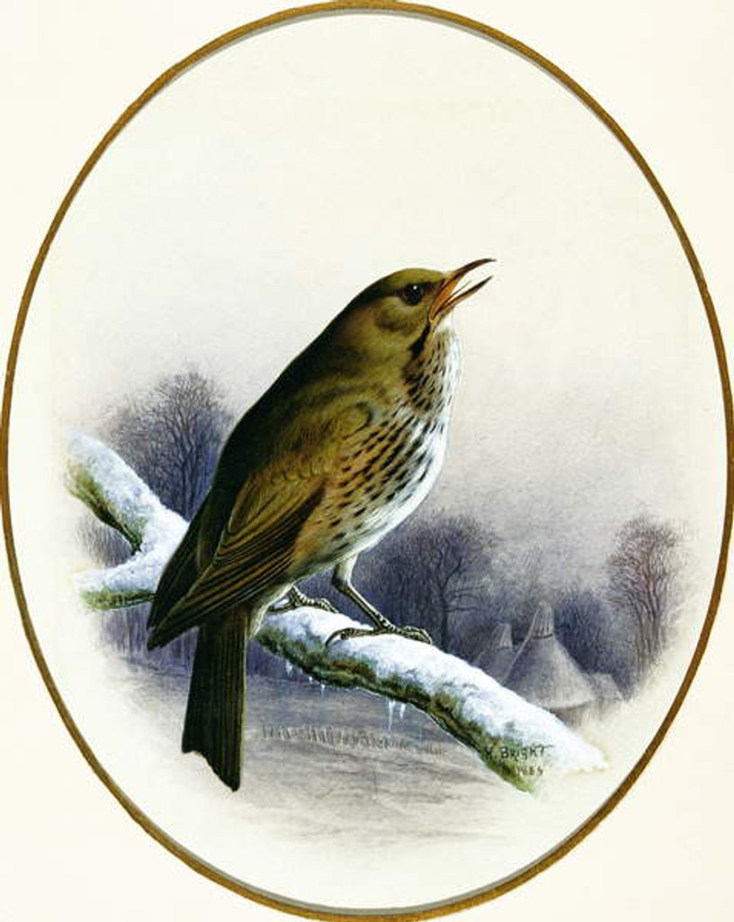 Detail of Song Thrush, 1884 by Harry Bright