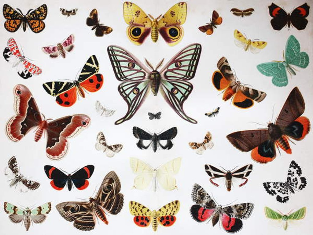 Detail of Various Butterflies, Historical, digitally restored reproduction of an original from the 19th century by Unknown Artist