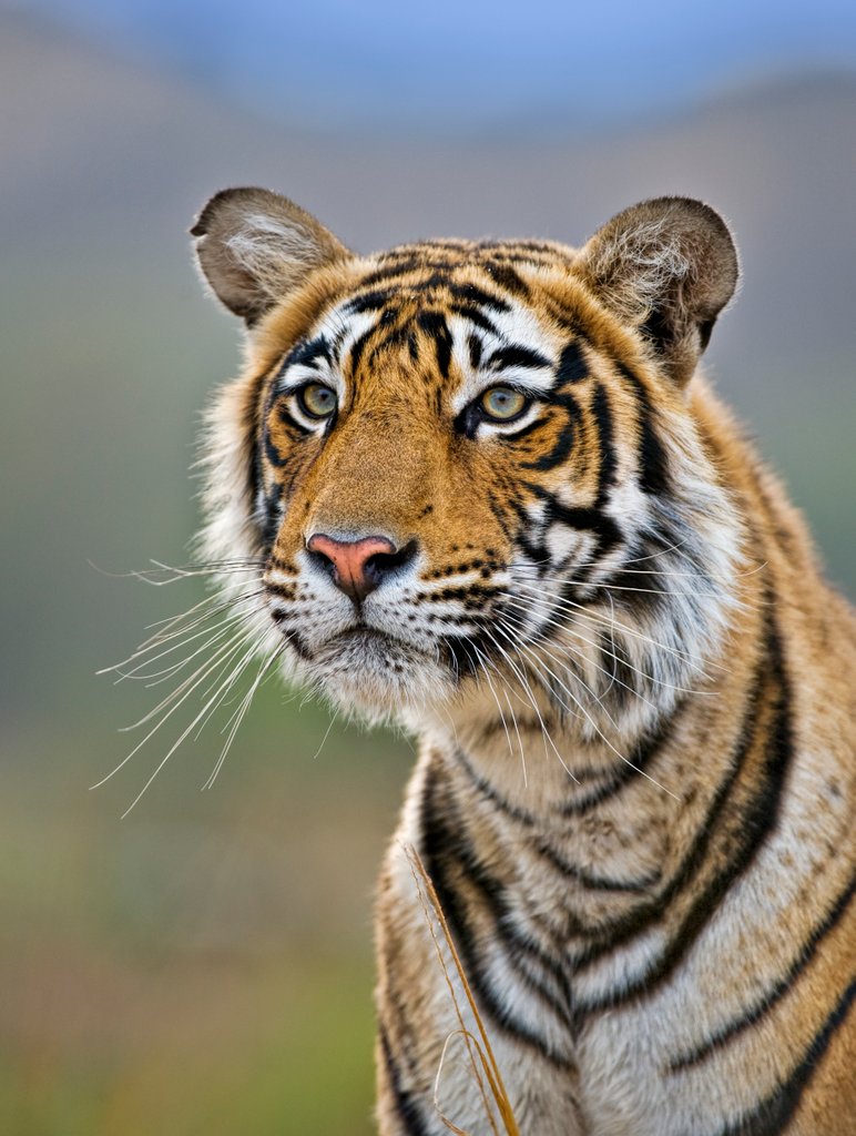 Detail of Tiger stare by @wildmanrouse