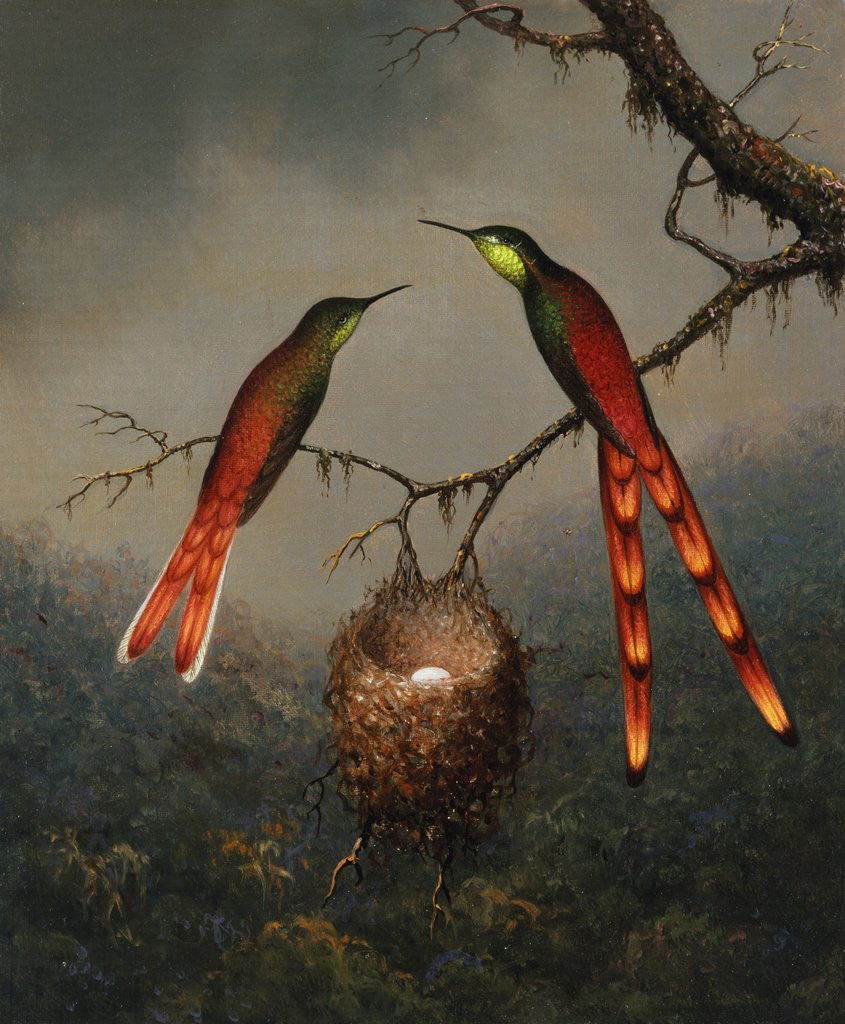 Detail of Two Hummingbirds Guarding an Egg Nest by Martin Johnson Heade