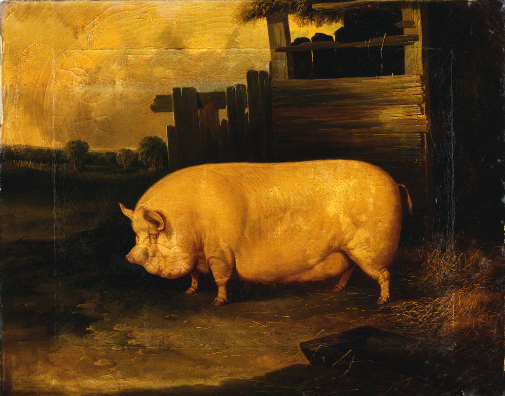 Detail of A Prize Sow in a Sty by John Dalby of York
