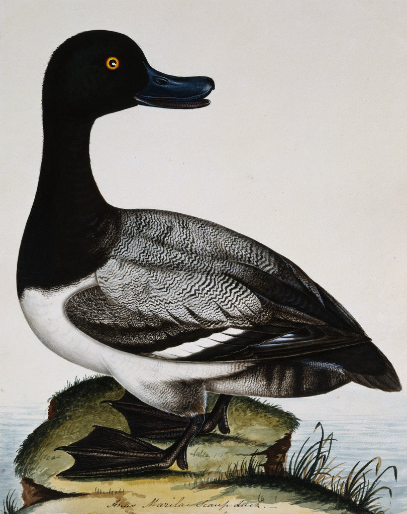 Detail of Scaup Duck by Reverend Christopher Atkinson