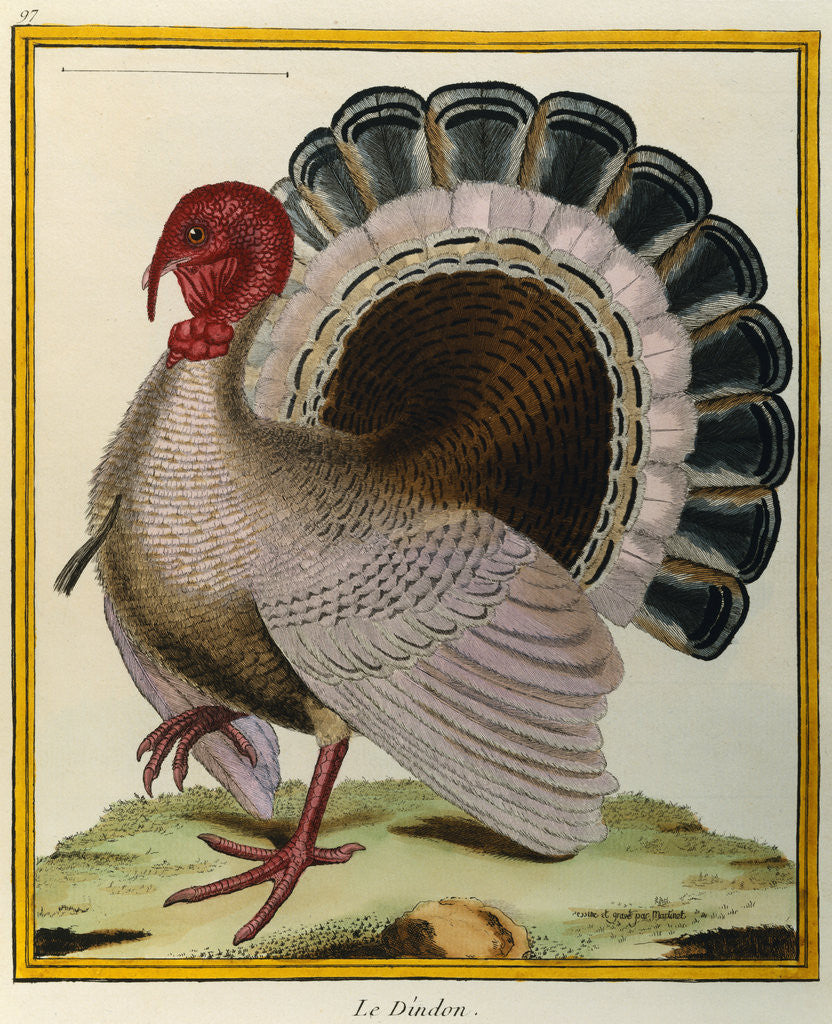 Detail of Turkey Illustration from Histoire Naturelle des Oiseaux by George Louis le Clerc Buffon