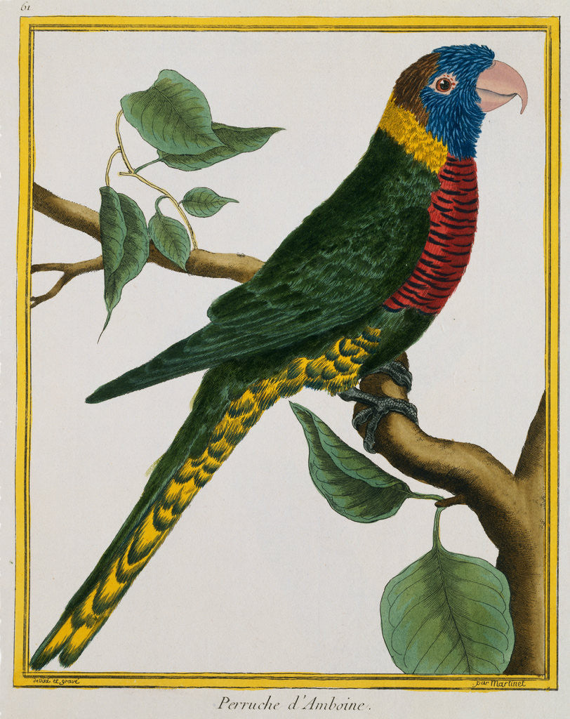 Detail of Parrot Illustration from Histoire Naturelle des Oiseaux by George Louis le Clerc Buffon