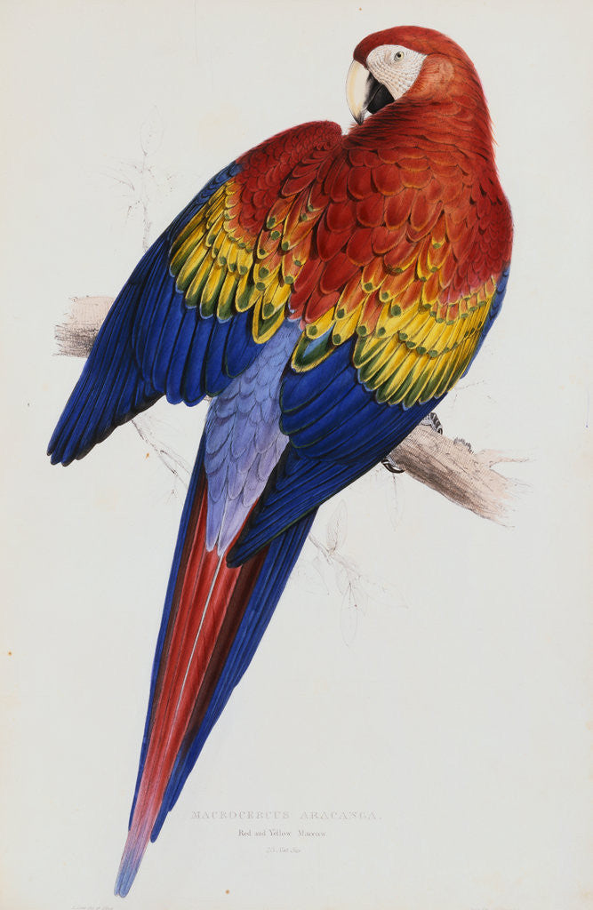Detail of Illustration of the Family of Psittacidae or Parrots by Edward Lear