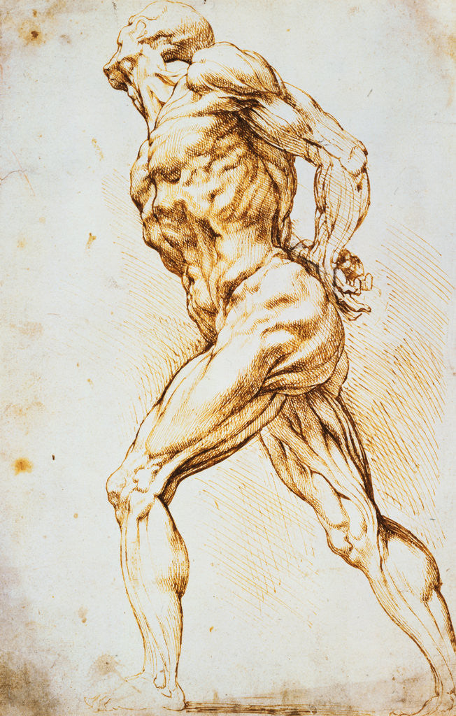Detail of Anatomical Study: A Nude Striding to the Right His Hands Behind His Back by Peter Paul Rubens