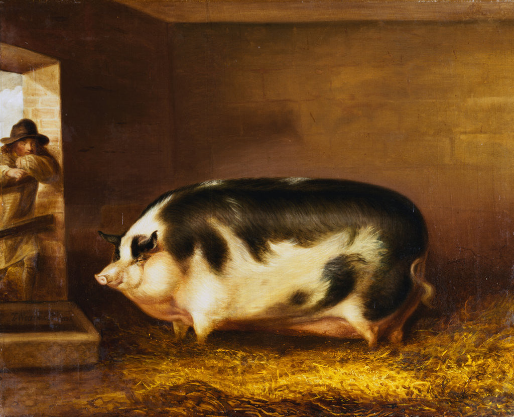 Detail of A Prize Pig in a Sty by Thomas Weaver