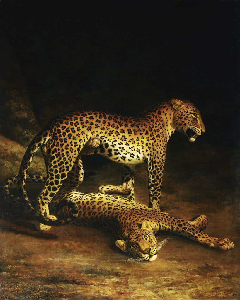 Detail of Two Leopards Lying in the Exeter by Jacques Laurent Agasse