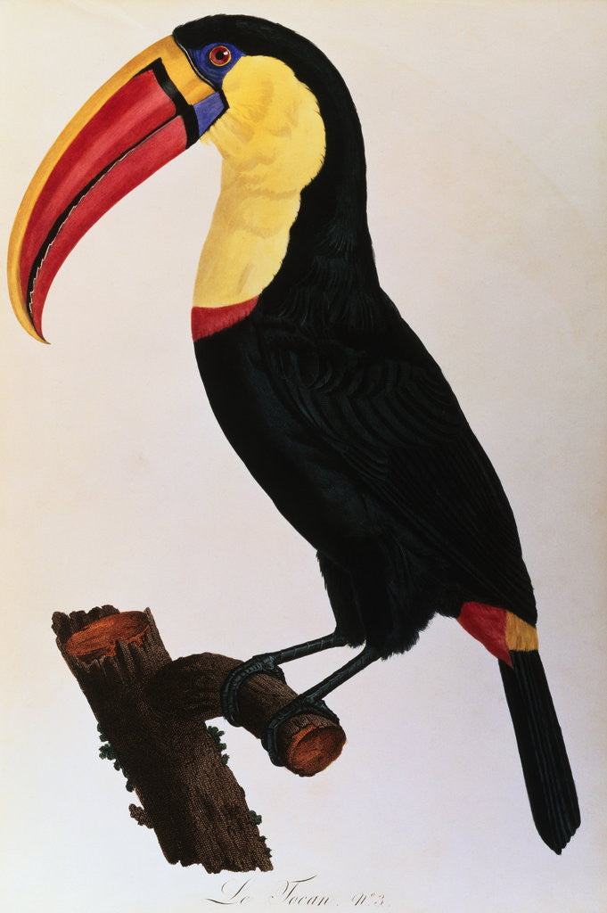 Detail of Histoire Naturelle Des Oiseaux De Paradis Et Des Rolliers Suivie De Celles Des Toucans Et Des Barbus by Anonymous