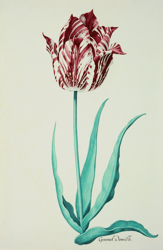 Detail of Tulips by Pieter Holsteijn II