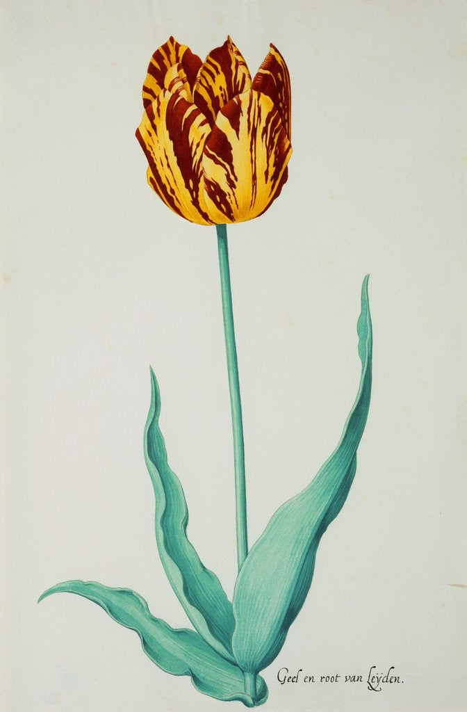 Detail of Tulips by Pieter Holsteijn II