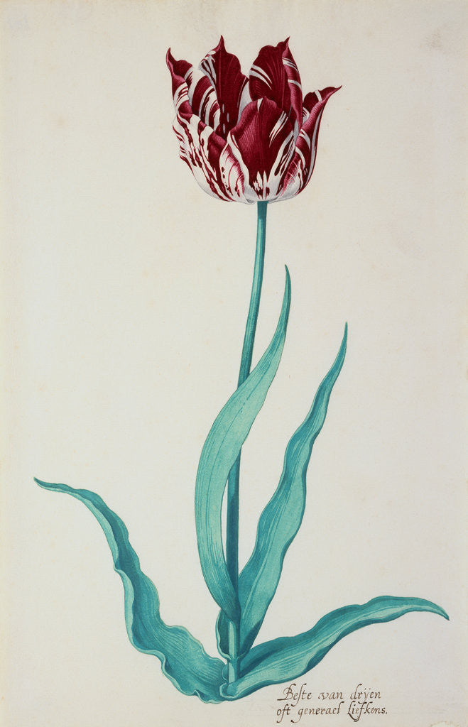 Detail of Tulips by Pieter Holsteijn II