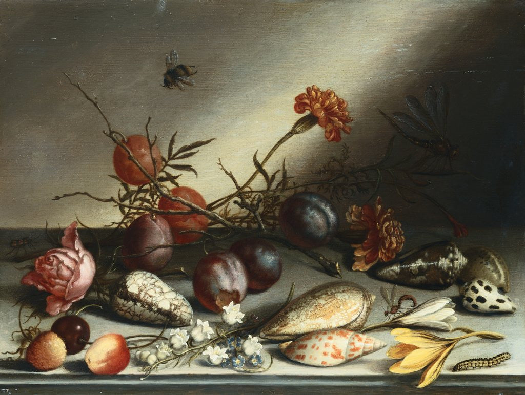 Detail of Shells, Plums, Berries, Flowers and Insects by Balthasar van der Ast