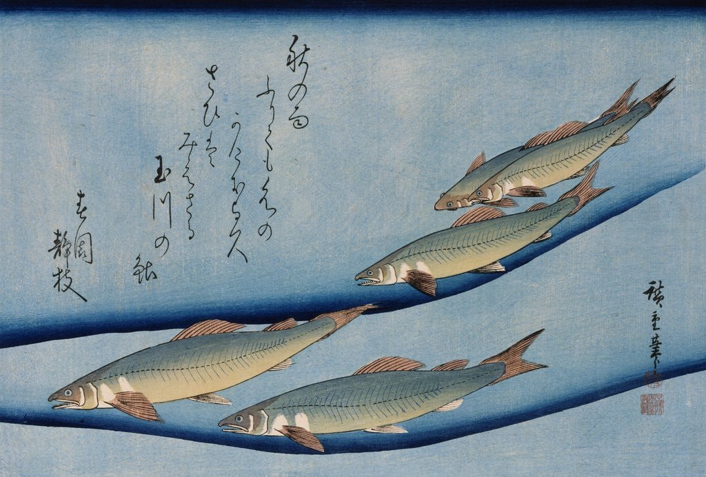 Detail of Rivertrout, from the Fish Series by Utagawa Hiroshige