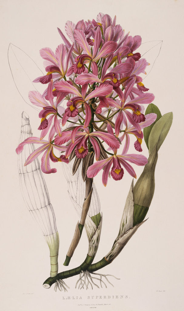 Detail of Lithograph of Orchids: Laelia Superbiens by James Bateman