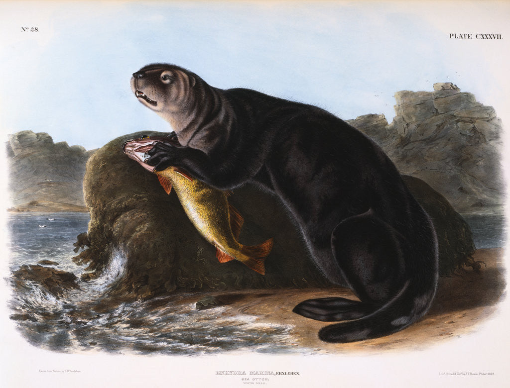 Detail of The Sea Otter by John James Audubon