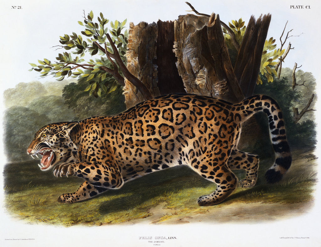 Detail of The Jaguar by John James Audubon