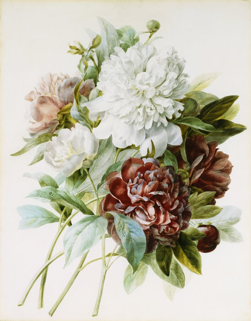 Detail of Bouquet of Red, White, and Pink Peonies by Pierre Joseph Redoute