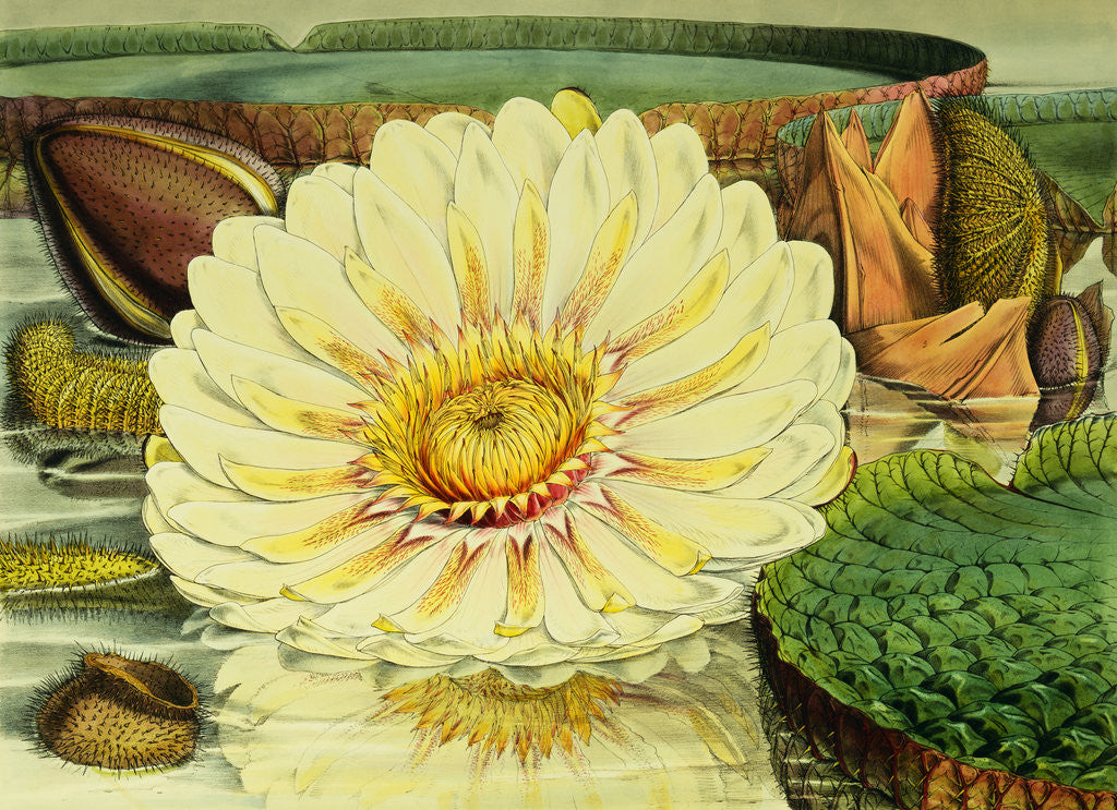 Detail of Illustration of the Royal Water-Lily Victoria Regia by Anonymous