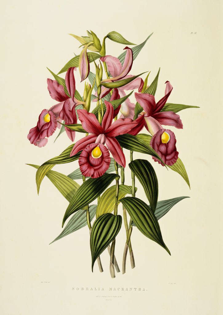 Detail of Sobralia Macrantha by James Bateman