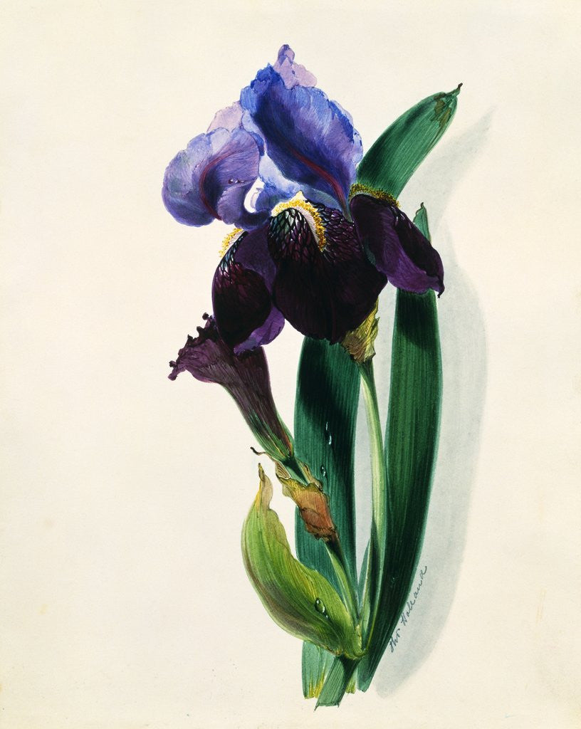 Detail of Flag Iris by Thomas Holland
