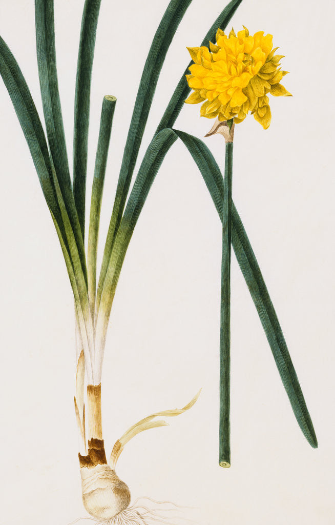 Detail of A Narcissus and Bulb by Baldassare Cattrani