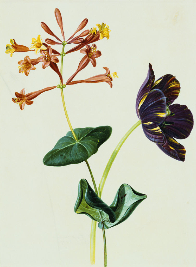 Detail of Nasturtiums and Mint German School, Circa 1800 by Anonymous
