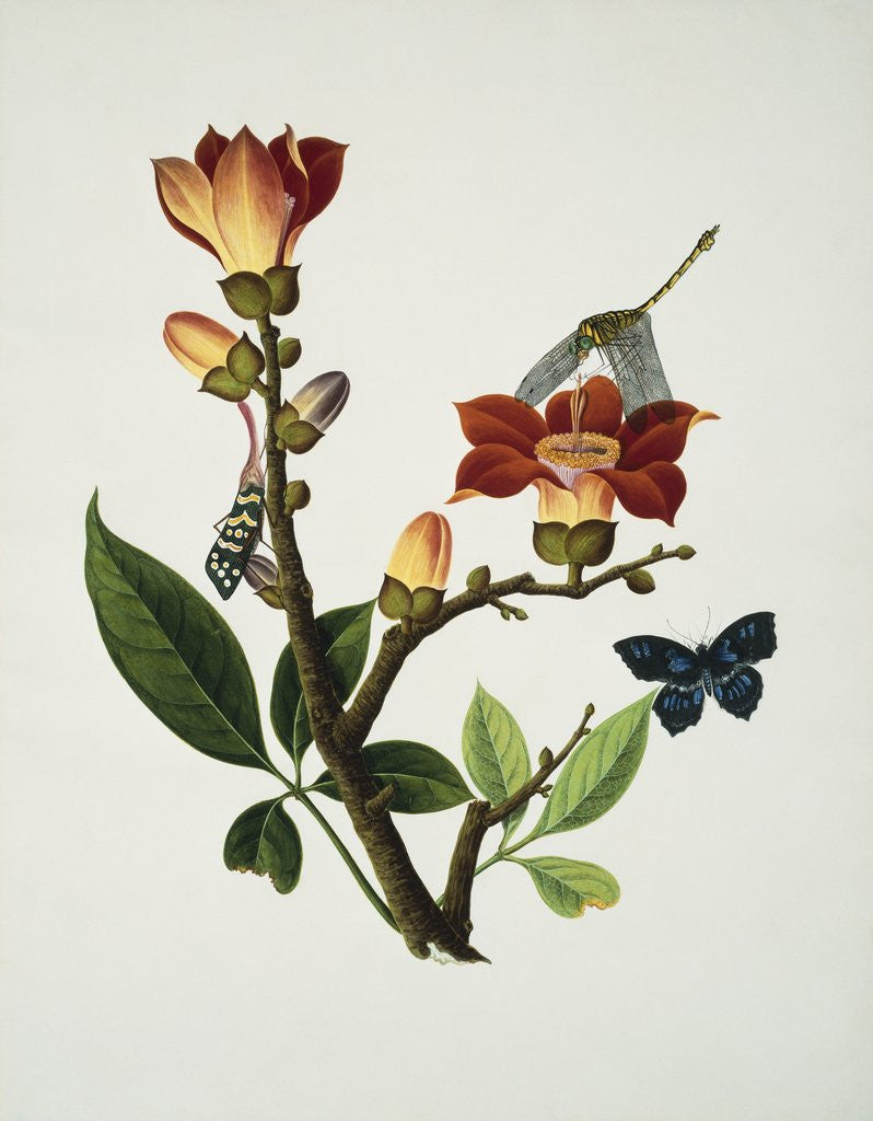 Detail of A Coral Tree with a Butterfly, Dragonfly and Grasshopper Cantonese School, Circa 1805 by Anonymous