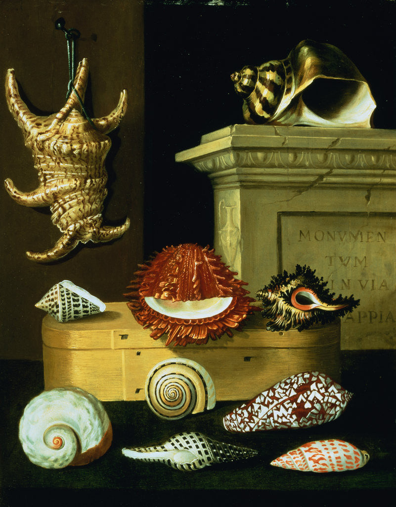 Detail of Conch Shell by Circle of Jacques Linard