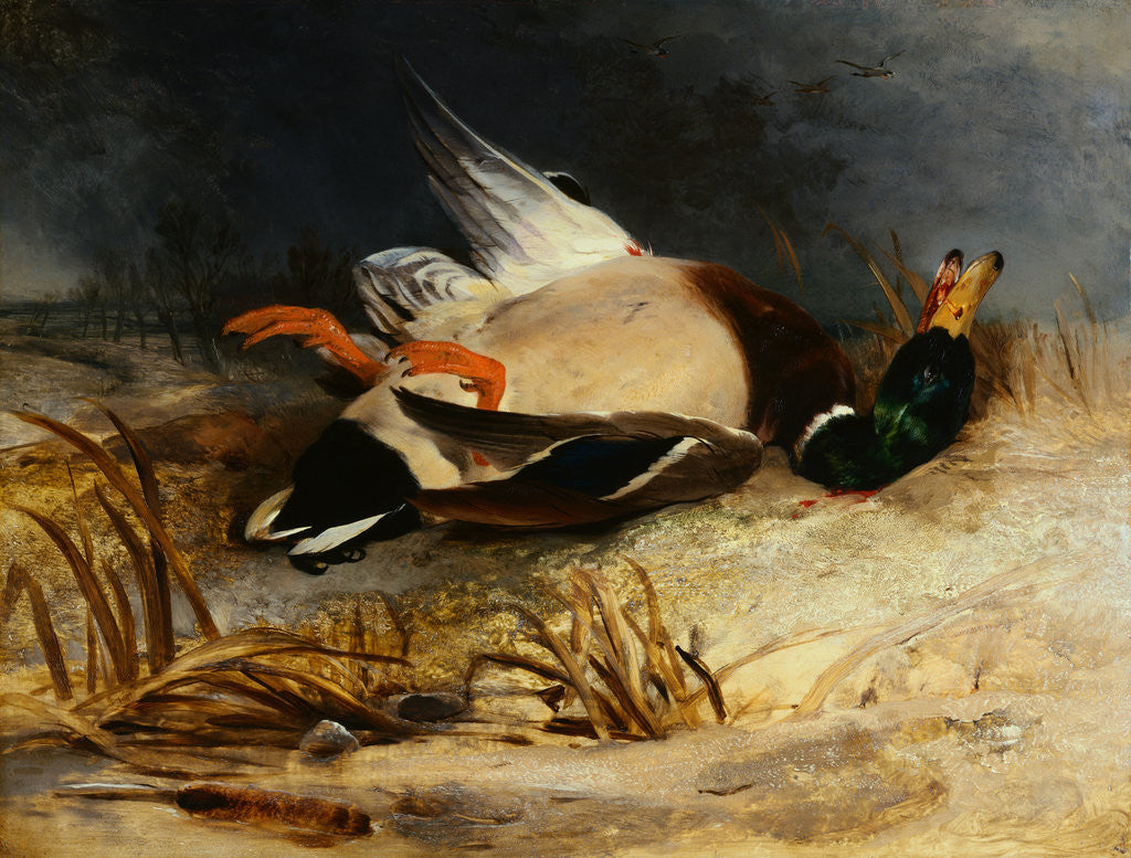 Detail of The Dead Mallard by Sir Edwin Henry Landseer