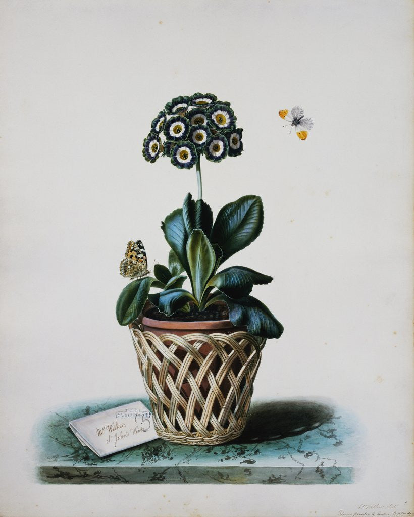 Detail of An Auricula in a Pot by Mrs. Augusta Innes Withers