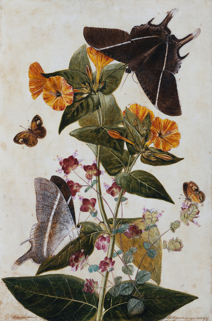 Detail of Study of Mirabilis and Origanum Dictamnus With Swallowtail and Ringlet Butterflies by Thomas Robins II
