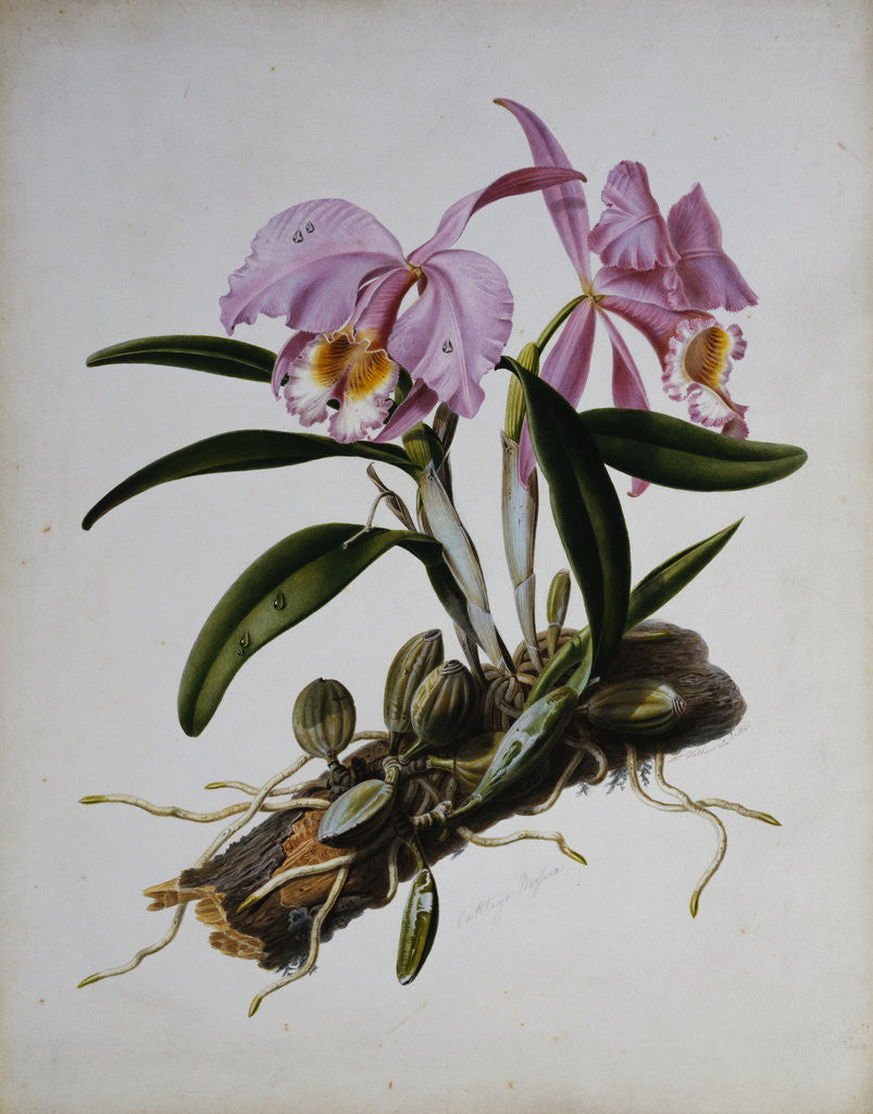 Detail of Orchidaceae: Cattleya Mossiae by Mrs. Augusta Innes Withers