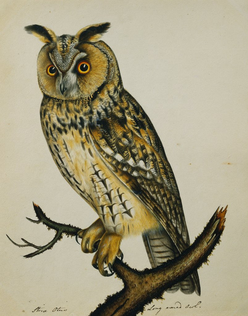 Detail of A Long-Eared Owl (Strix Otus) by Reverend Christopher Atkinson
