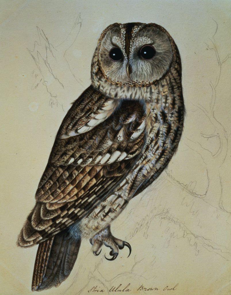 Detail of Brown Owl (Strix Ulula) by Reverend Christopher Atkinson