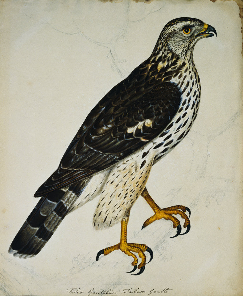 Detail of Falcon Gentle (Falco Gentilis) by Reverend Christopher Atkinson