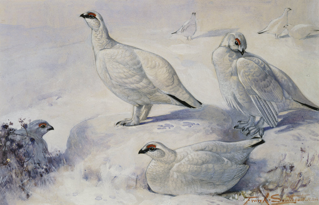 Detail of Painting of Ptarmigans in the Snow by Frank Southgate