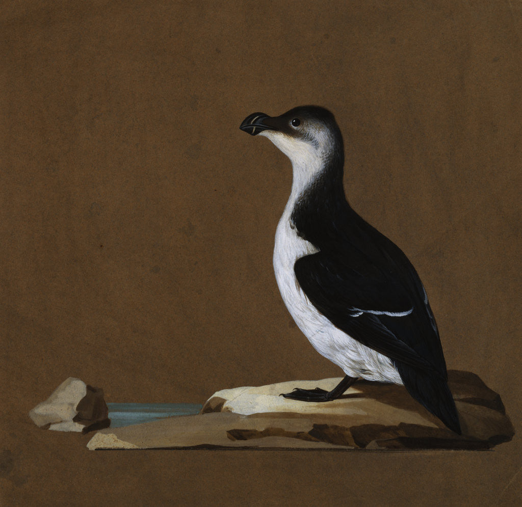 Detail of Studies of Birds Including a Woodcock; Razorbill; Teal and Partridges by Corbis