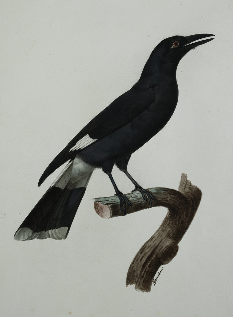 Detail of A Pied Currawong by Jacques Barraban