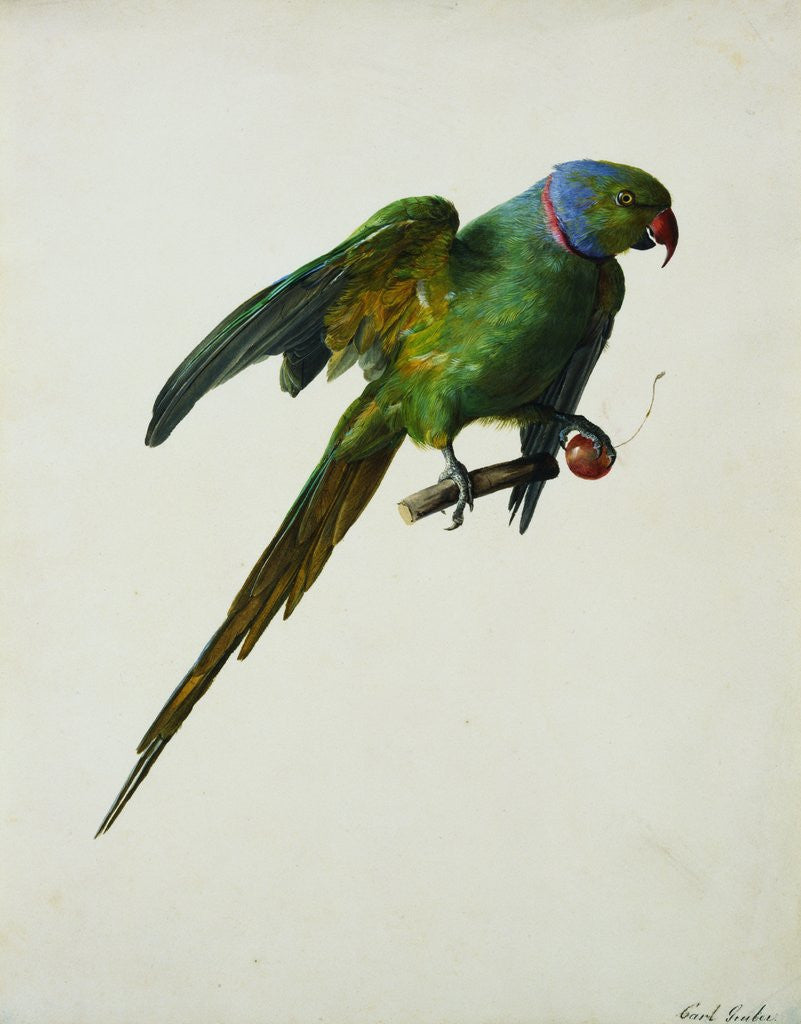 Detail of A Ring-Necked Parakeet by Karl Franz Gruber
