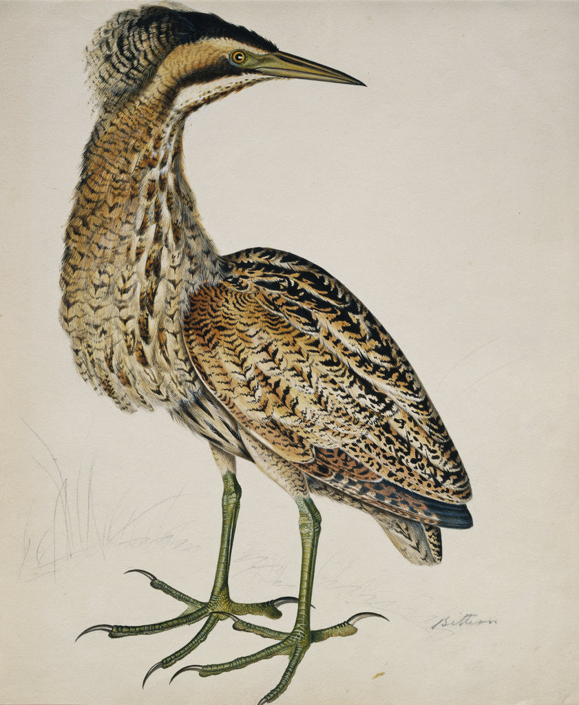 Detail of A Bittern by Reverend Christopher Atkinson