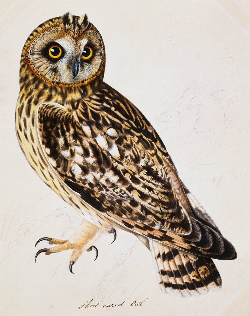 Detail of A Short-Eared Owl by Christopher Atkinson