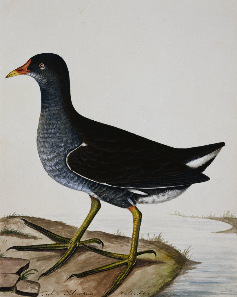 Detail of A Moorhen by Reverend Christopher Atkinson