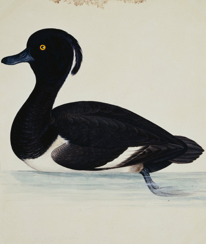 Detail of A Tufted Duck by Reverend Christopher Atkinson