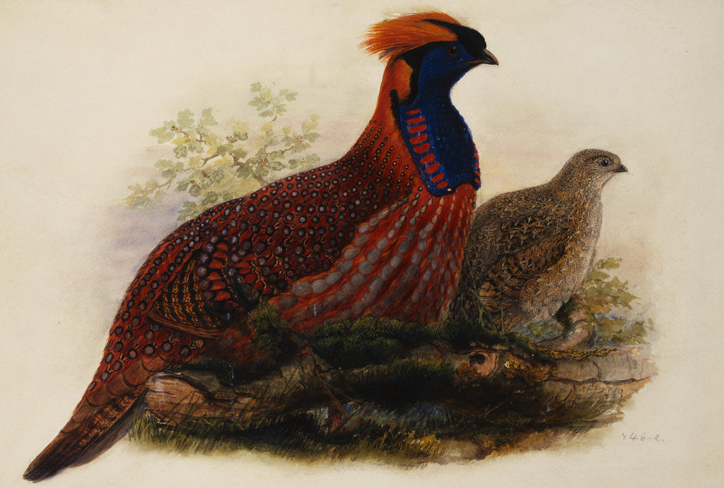 Detail of Temminck's Tragopan by Henry Constantine Richter