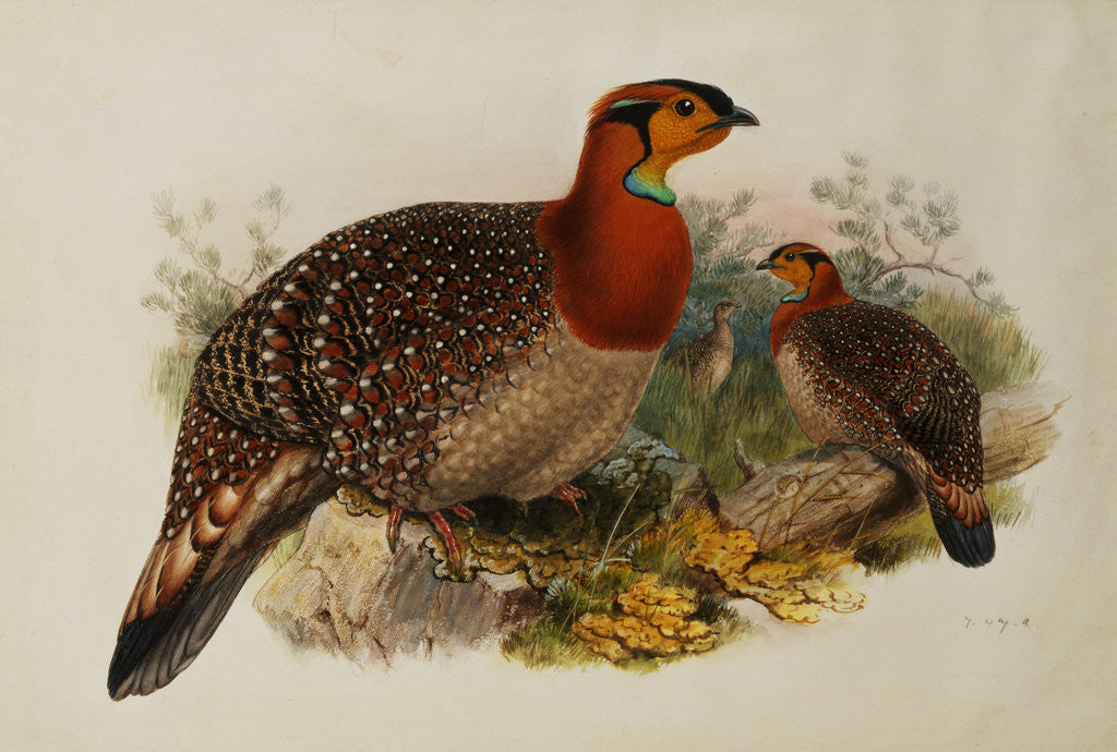 Detail of Blyths Horned Pheasant by Joseph Wolf