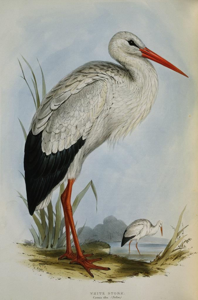 Detail of White Stork from The Birds of Europe by John Gould
